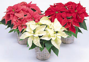 بنت قنسول(بنت القنسول) poinsettia